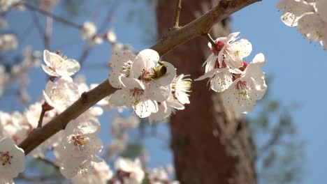 Honey-bee-in-flight-at-blossoming-cherry-tree,-pollination