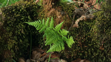 Time-lapse-of-a-small-green-fern-in-a-moss-covered-log,-gently-moving-in-a-breeze-in-spring,-UK