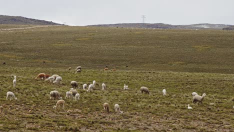 flatlands-landscape-with-llamas-and-alpacas,-Pampas-Galeras,-Peru