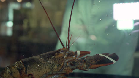 Big-lobster-placed-inside-aquarium,-slow-motion-1080p