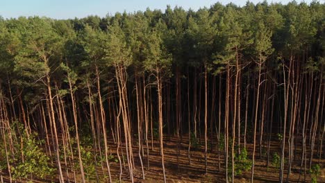 Aerial-dolly-right-shot-of-a-pine-forest-with-long-shadows-and-tree-top
