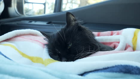 Black-Cat-Sleeping-in-a-white,-blue,-yellow,-pink-striped-blanket,-near-car-window