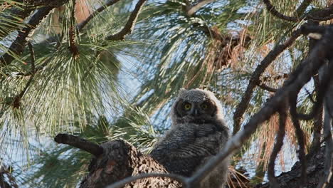 Great-horned-owlet-looks-at-camera-and-moves-its-head