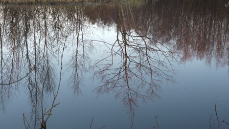 Reflection-Of-Leafless-Trees-In-Still,-Calm-Water-Of-Lake