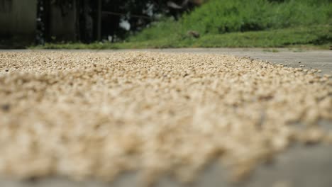 Aufnahme-Einer-Kaffeeplantage-In-Kolumbien,-Wo-Kaffeebohnen-Sortiert,-Gereinigt,-Gebohrt-Und-Behandelt-Werden,-In-Der-Sonne-Getrocknet-Und-In-Einem-Traditionellen-Dörflichen-Ackerland-In-Kolumbien-Sierra-Nevada-Verarbeitet-Werden