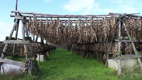 Under-wooden-racks-drying-fish-in-Iceland