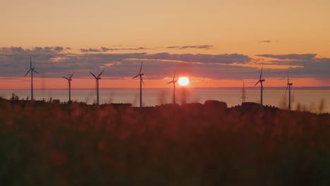 Rack-Fokus-Der-Haferernte-Im-Abendlicht-Auf-Die-Silhouette-Von-Windkraftanlagen