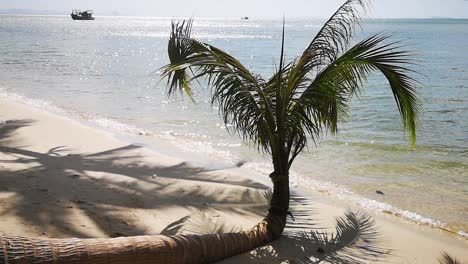 Lustige-Palme-Auf-Tropischer-Insel-Mit-Schönem-Weißem-Sandstrand