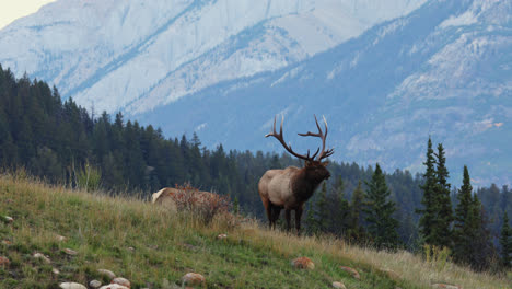 Bull-elk-in-rut-on-hillside-calls-for-female