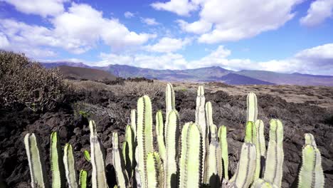 Flora-árida-Sequedad-Del-Desierto-De-Tenerife-España-Durante-Los-Duros-Veranos