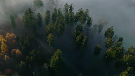 Bird's-Eye-View-Of-Misty-Autumn-Forest-Near-Vaud,-Switzerland---aerial-drone-shot