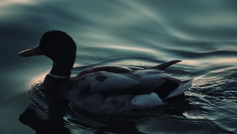 Mallard-Duck-Calmly-Swimming-On-The-Lake-At-Sunset-Time