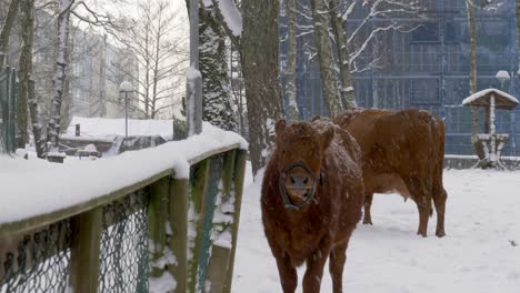 Cows-standing-outdoors-during-snowfall-on-winter-day