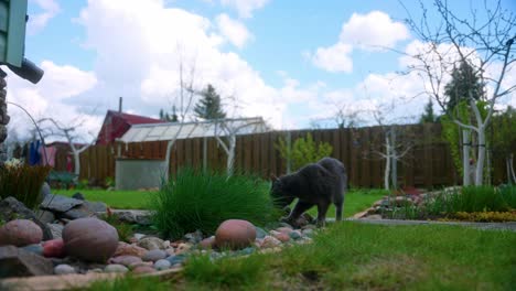 Domestic-Black-Cat-On-The-Backyard-Garden.-Handheld