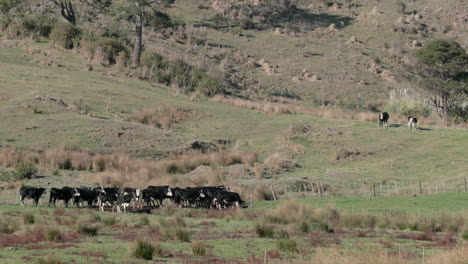 New-Zealand-cattle-grazing-by-the-hillside