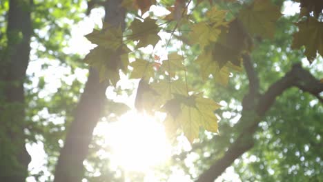 Vibrant-Sunlight-Shining-Down-Through-The-Green-Leaves-In-The-Forest---low-angle-shot