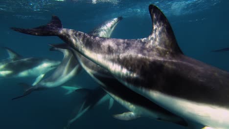 Friedliche-Gruppe-Von-Delfinen,-Die-Von-Links-Nach-Rechts-Schwimmen,-Unterwasseraufnahme,-Zeitlupe
