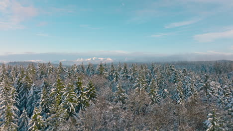 Schneebedeckte-Kiefern-Im-Bois-Du-Grand-Jorat-Mit-Den-Alpen-Im-Hintergrund-In-Der-Nähe-Von-Lausanne,-Waadt-Schweiz