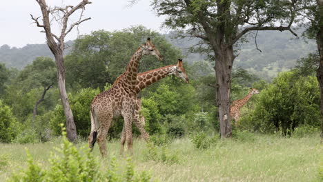Gruppe-Von-Giraffen,-Die-Tagsüber-Auf-Der-Wiese-Im-Privaten-Wildreservat-Sabi-Sands,-Südafrika,-Stehen