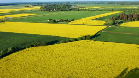 Yellow-Blooming-Rapeseed-Fields-On-Sunny-Summertime