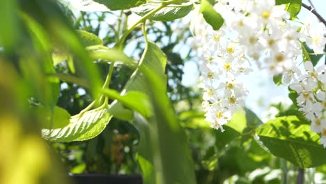 white-cherry-flowers-and-green-leaves-in-bloom-in-Oslo-botanical-garden