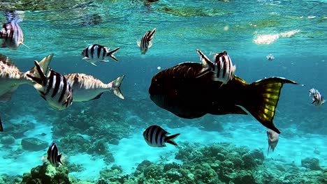 Unterwasserszene-Mit-Einem-Schwarm-Von-Scissortail-Sergeants-Und-Papageienfischen,-Die-Nahe-Der-Oberfläche-Des-Blauen-Ozeans-Schwimmen