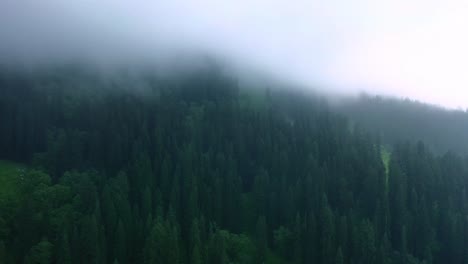 Aerial-shot-tilting-up-from-pine-trees-to-clouds-covering-it-during-monsoon
