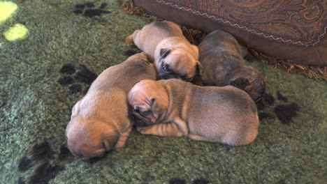 Reinrassige-Französische-Bulldoggenwelpen,-Die-Zusammen-Auf-Einer-Decke-Schlafen