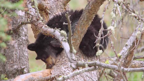 black-bear-cub-sleeping-in-tree-closeup-at-yellowstone-national-park-in-wyoming