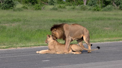 Mating-Lions-On-A-The-Asphalt-Road-In-Sabi-Sands-Private-Game-Reserve,-South-Africa---wide-shot