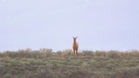 elk-eating-sagebrush-and-lifting-head-at-grand-tetons-national-park-in-wyoming