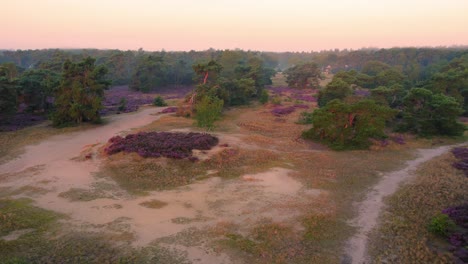 veluwe-national-park-netherlands-heath-fields-and-hills-drone,-Veluwe-features-many-different-landscapes,-including-woodland,-heath,-some-small-lakes-and-Europe's-largest-sand-drifts