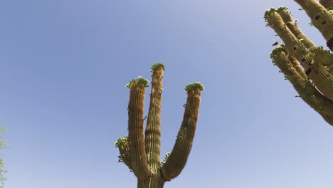 Pan-from-Saguaro-cactus-to-paloverde-tree-at-the-Greyhawk-Golf-Course,-Scottsdale,-Arizona