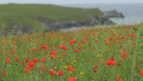 Beautiful-red-poppies-in-field-with-sea-cliffs-in-background,-close-up