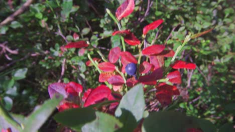 Wilde-Bio-Heidelbeerpflanze-Mit-Roten-Blättern-Und-Der-Blauen-Beerenfrucht
