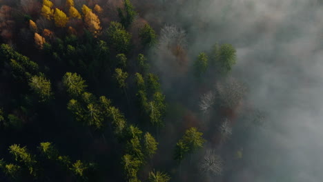 Autumn-Mountain-Forest-In-The-Fog-Near-Vaud,-Switzerland---aerial-top-view