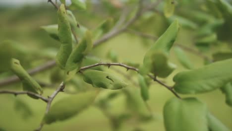 A-close-up-pan-shot-following-a-thorny-branch-of-a-tree-covered-in-vibrant-green-leaves-in-a-field,-India