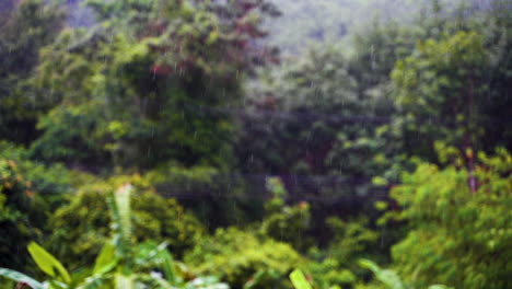 Regen-Mit-Tropischem-Baumhintergrund,-Thailand