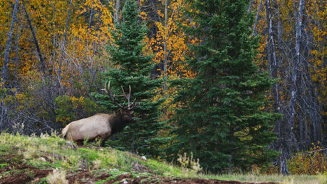 Large-bull-elk-bugles-for-a-mate-in-cool-autumn-air-on-edge-of-Canadian-forest