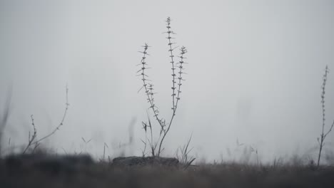 Still-shot-of-a-plant-on-hill-filled-with-fog