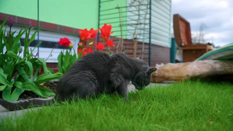 Old-Domestic-Black-Cat-On-Green-Grass-At-The-Garden-Yard