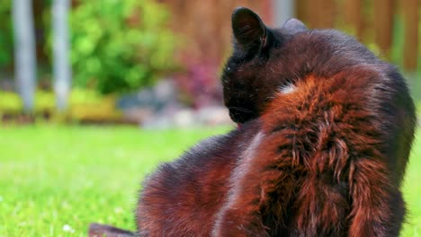 Furry-Black-Cat-Grooming-Itself-While-Sitting-On-Green-Meadows
