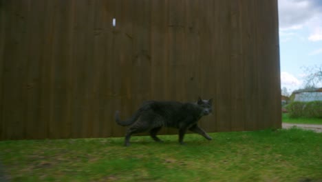 Portrait-Of-An-Old-Black-Cat-Walking-On-Green-Lawn-Yard-At-Daytime