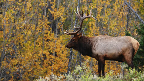 Single-bull-elk-in-rut,-standing-alone-outdoors-surrounded-by-yellow-autumn-tree-leaves