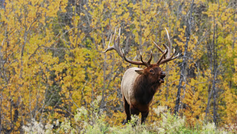 Adult-bull-Elk-standing-in-autumn-forest-bugles-for-female-during-rut
