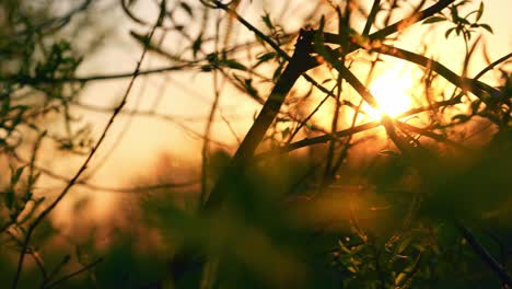 Goldenes-Sonnenlicht-Hinter-Silhouettierten-Pflanzen-Während-Des-Sonnenuntergangs