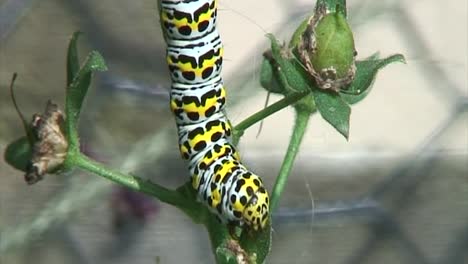 The-pupa-of-a-Mullein-Moth-eating-the-leaves-in-a-garden