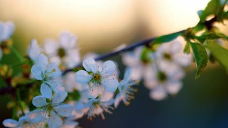 White-Cherry-Blossoms-In-Shallow-Depth-Of-Field-During-Sunset
