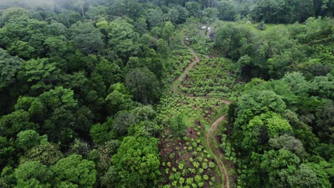 Aerial-shot-over-a-countryside-plantation-surrounded-by-a-dense-forest-with-fog