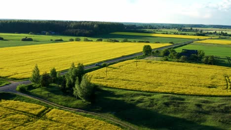 Panoramic-View-Of-Cars-Traveling-On-Asphalt-Road-Between-Rapeseed-Fields-In-Countryside